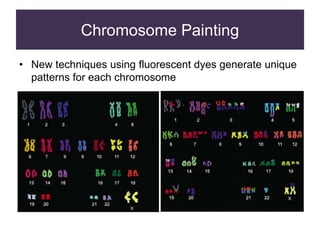 Chromosome Painting
• New techniques using fluorescent dyes generate unique
patterns for each chromosome
 