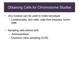 Obtaining Cells for Chromosome Studies
• Any nucleus can be used to make karyotype
– Lymphocytes, skin cells, cells from biopsies, tumor
cells
• Sampling cells before birth
– Amniocentesis
– Chorionic villus sampling (CVS)
 