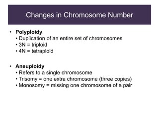 Changes in Chromosome Number
• Polyploidy
• Duplication of an entire set of chromosomes
• 3N = triploid
• 4N = tetraploid
• Aneuploidy
• Refers to a single chromosome
• Trisomy = one extra chromosome (three copies)
• Monosomy = missing one chromosome of a pair
 