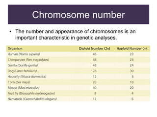 Chromosome number
• The number and appearance of chromosomes is an
important characteristic in genetic analyses.
 