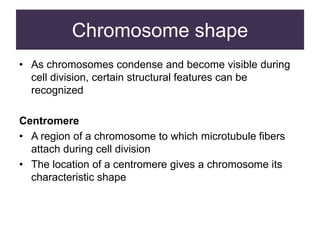 Chromosome shape
• As chromosomes condense and become visible during
cell division, certain structural features can be
recognized
Centromere
• A region of a chromosome to which microtubule fibers
attach during cell division
• The location of a centromere gives a chromosome its
characteristic shape
 