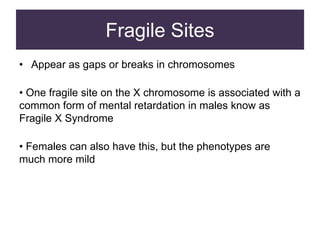 Fragile Sites
• Appear as gaps or breaks in chromosomes
• One fragile site on the X chromosome is associated with a
common form of mental retardation in males know as
Fragile X Syndrome
• Females can also have this, but the phenotypes are
much more mild
 