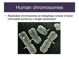 Human chromosomes
• Replicated chromosomes at metaphase consist of sister
chromatids joined by a single centromere
 