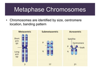 Metaphase Chromosomes
• Chromosomes are identified by size, centromere
location, banding pattern
 