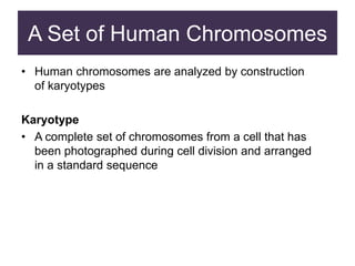 A Set of Human Chromosomes
• Human chromosomes are analyzed by construction
of karyotypes
Karyotype
• A complete set of chromosomes from a cell that has
been photographed during cell division and arranged
in a standard sequence
 
