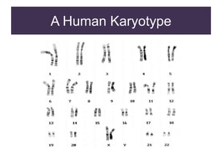 A Human Karyotype
 