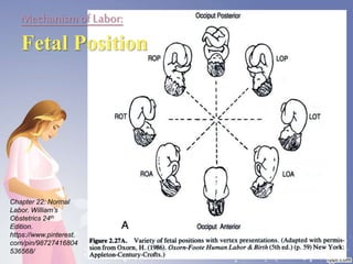 Mechanismof Labor:
Fetal Position
Chapter 22: Normal
Labor. William’s
Obstetrics 24th
Edition.
https://www.pinterest.
com/pin/98727416804
536568/
 