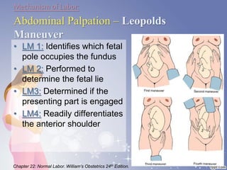 Mechanismof Labor:
Abdominal Palpation – Leopolds
Maneuver
• LM 1: Identifies which fetal
pole occupies the fundus
• LM 2: Performed to
determine the fetal lie
• LM3: Determined if the
presenting part is engaged
• LM4: Readily differentiates
the anterior shoulder
Chapter 22: Normal Labor. William’s Obstetrics 24th Edition.
 