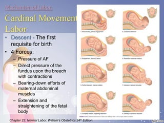 Mechanism of Labor:
Cardinal Movements of
Labor
• Descent - The first
requisite for birth
• 4 Forces:
– Pressure of AF
– Direct pressure of the
fundus upon the breech
with contractions
– Bearing-down efforts of
maternal abdominal
muscles
– Extension and
straightening of the fetal
body
Chapter 22: Normal Labor. William’s Obstetrics 24th Edition.
 
