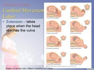 Mechanism of Labor:
Cardinal Movements of
Labor
• Extension – takes
place when the head
reaches the vulva
Chapter 22: Normal Labor. William’s Obstetrics 24th Edition.
 