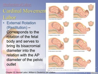 Mechanism of Labor:
Cardinal Movements of
Labor
• External Rotation
(Restitution) –
Corresponds to the
rotation of the fetal
body and serves to
bring its bisacromial
diameter into the
relation with the AP
diameter of the pelvic
outlet
Chapter 22: Normal Labor. William’s Obstetrics 24th Edition.
 