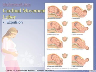 Mechanism of Labor:
Cardinal Movements of
Labor
• Expulsion
Chapter 22: Normal Labor. William’s Obstetrics 24th Edition.
 