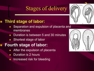 Stages of delivery
 Third stage of labor:
 Separation and expulsion of placenta and
membranes
 Duration is between 5 and 30 minutes
 Shortest stage of labor
 Fourth stage of labor:
 After the expulsion of placenta
 Duration is 2 hours
 Increased risk for bleeding
 