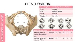Normal Labor based on William's Obstetrics | PPTX