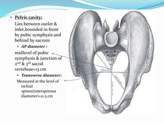  Pelvic cavity:
Lies between outlet &
inlet,bounded in front
by pubic symphysis and
behind by sacrum
 AP diameter :
midlevel of pubic
symphysis & junction of
2nd & 3rd sacral
vertebrae=13 cm
 Transverse diameter:
Measured at the level of
ischial
spines(interspinous
diameter)=11.5 cm
 