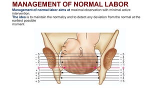 Normal Labour.pdf for 2nd year mbbs gynacs | PDF