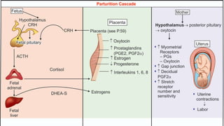 Nhs Labour Algorithm Image Normal Labour.pdf for 2nd year mbbs gynacs | PDF