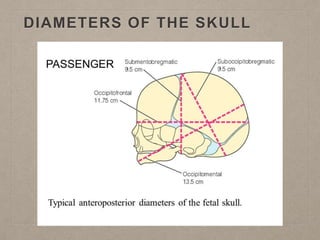 DIAMETERS OF THE SKULL
 