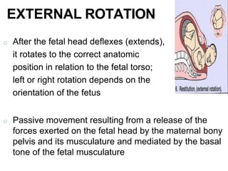 o After the fetal head deflexes (extends),
it rotates to the correct anatomic
position in relation to the fetal torso;
left or right rotation depends on the
orientation of the fetus
o Passive movement resulting from a release of the
forces exerted on the fetal head by the maternal bony
pelvis and its musculature and mediated by the basal
tone of the fetal musculature
EXTERNAL ROTATION
 