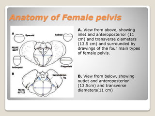 Anatomy of Female pelvis
A. View from above, showing
inlet and anteroposterior (11
cm) and transverse diameters
(13.5 cm) and surrounded by
drawings of the four main types
of female pelvis.
B. View from below, showing
outlet and anteroposterior
(13.5cm) and transverse
diameters(11 cm)
 