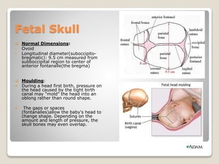 Fetal Skull
 Normal Dimensions:
• Ovoid
• Longitudinal diameter(suboccipito-
bregmatic): 9.5 cm measured from
subboccipital region to center of
anterior fontanalle(the bregma)
 Moulding:
 During a head first birth, pressure on
the head caused by the tight birth
canal may "mold" the head into an
oblong rather than round shape.
 The gaps or spaces
(fontanalles)allow the baby's head to
change shape. Depending on the
amount and length of pressure, the
skull bones may even overlap.
 