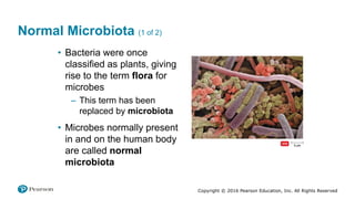 Copyright © 2016 Pearson Education, Inc. All Rights Reserved
Normal Microbiota (1 of 2)
• Bacteria were once
classified as plants, giving
rise to the term flora for
microbes
– This term has been
replaced by microbiota
• Microbes normally present
in and on the human body
are called normal
microbiota
 