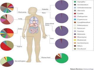 NORMAL HUMAN MICROBIOTA AND TYPES OF MICROBIOTA | PPTX