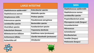 NORMAL MICROBIOTA / HUMAN NORMAL FLORA / NORMAL MICROFLORA | PPTX