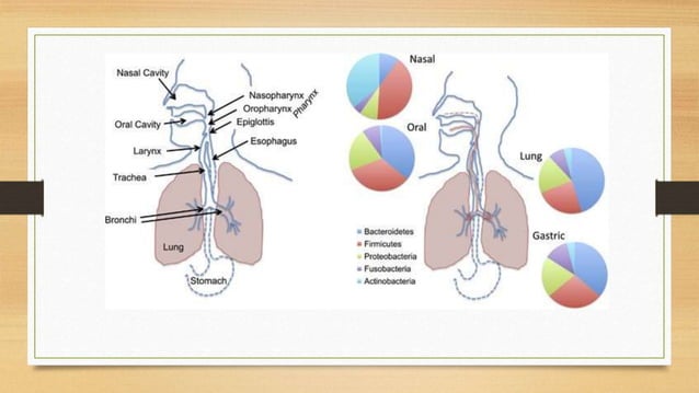 Normal Microflora of the Human Body- microbiology.pptx