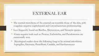 Microcus Ear Normal Microflora of the Human Body- microbiology.pptx