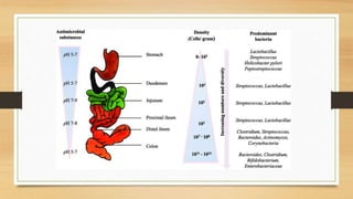 Microflora Examples Normal Microflora of the Human Body- microbiology.pptx