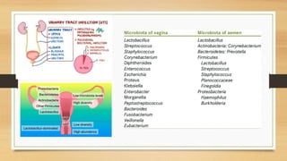 Microflora Examples Normal Microflora of the Human Body- microbiology.pptx