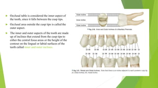 Normal occlusion.pptx