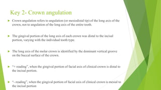 Normal Crown Slopes Normal occlusion.pptx
