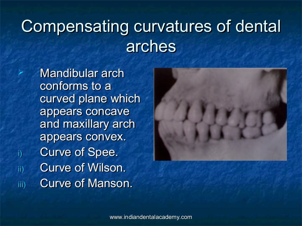 Normal occlusion (2)