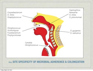 Haemophilus
             Corynebacterium                                       Neisseria
             S. mitis                                              S. mitis
             Staphylococcus                                        S. pneumoniae




             Streptococcus
             Actinomyces                                            S. pyogenes
             Fusobacterium                                          S. salivarius
             Porphyromonas


                                  Candida
                                  Streptococcus




               FIG.2     SITE SPECIFICITY OF MICROBIAL ADHERENCE & COLONIZATION

Friday, March 23, 2012
 