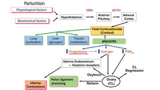 Parturition
Physiological factors
Biochemical factors
Hypothalamus
Anterior
Pituitary
Adrenal
Cortex
CRH ACTH
Fetal Corticosteroids
(Cortisol)
Lung
(surfactant)
Liver
(glycogen)
Thyroid
(metabolism)
Progesterone Estrogen PGF2a
Uterine
Contractions
Relaxin
Oxytocin
Uterine Endometrium
» Oxytocin receptors
Ovary
(CL)
CL
Regression
Pelvic ligament
stretching
placenta
 