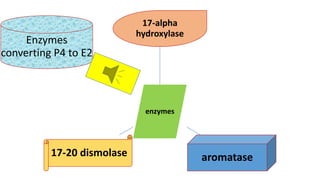 enzymes
17-alpha
hydroxylase
aromatase17-20 dismolase
Enzymes
converting P4 to E2
 