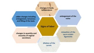 Signs of labor
enlargement of the
vulva
relaxation of the
sacro-sciatic
ligaments
dilation of the
cervix.
changes in quantity and
viscosity of vaginal
secretions
udder changes including
enlargement, tenseness
and filling of the teats
 