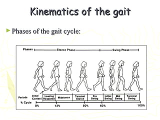 Kinematics of the gaitKinematics of the gait
►Phases of the gait cycle:Phases of the gait cycle:
 