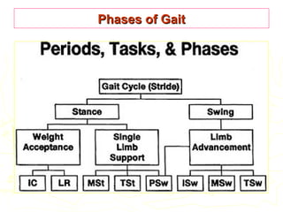 Phases of GaitPhases of Gait
 