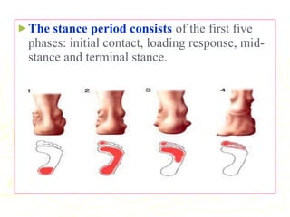 ►The stance period consists of the first five
phases: initial contact, loading response, mid-
stance and terminal stance.
 