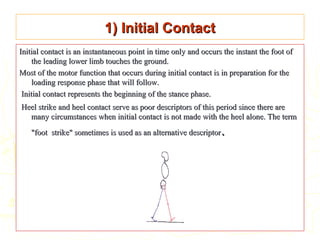 1) Initial Contact1) Initial Contact
Initial contact is an instantaneous point in time only and occurs the instant the foot ofInitial contact is an instantaneous point in time only and occurs the instant the foot of
the leading lower limb touches the ground.the leading lower limb touches the ground.
Most of the motor function that occurs during initial contact is in preparation for theMost of the motor function that occurs during initial contact is in preparation for the
loading response phase that will follow.loading response phase that will follow.
Initial contact represents the beginning of the stance phase.Initial contact represents the beginning of the stance phase.
Heel strike and heel contact serve as poor descriptors of this period since there areHeel strike and heel contact serve as poor descriptors of this period since there are
many circumstances when initial contact is not made with the heel alone. The termmany circumstances when initial contact is not made with the heel alone. The term
"foot strike" sometimes is used as an alternative descriptor"foot strike" sometimes is used as an alternative descriptor..
 