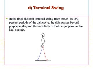 d) Terminal Swingd) Terminal Swing
► In the final phase of terminal swing from the 85- to 100-In the final phase of terminal swing from the 85- to 100-
percent periods of the gait cycle, the tibia passes beyondpercent periods of the gait cycle, the tibia passes beyond
perpendicular, and the knee fully extends in preparation forperpendicular, and the knee fully extends in preparation for
heel contact.heel contact.
 