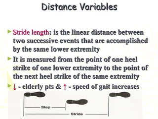 Distance VariablesDistance Variables
►Stride lengthStride length: is the linear distance between: is the linear distance between
two successive events that are accomplishedtwo successive events that are accomplished
by the same lower extremityby the same lower extremity
►It is measured from the point of one heelIt is measured from the point of one heel
strike of one lower extremity to the point ofstrike of one lower extremity to the point of
the next heel strike of the same extremitythe next heel strike of the same extremity
►↓↓ - elderly pts &- elderly pts & ↑↑ - speed of gait increases- speed of gait increases
 