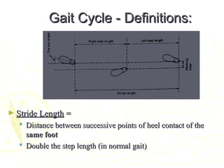 Gait Cycle - Definitions:Gait Cycle - Definitions:
► Stride LengthStride Length ==
 Distance between successive points of heel contact of theDistance between successive points of heel contact of the
same footsame foot
 Double the step length (in normal gait)Double the step length (in normal gait)
 