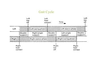 Gait Cycle
 