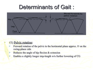 Determinants of Gait :Determinants of Gait :
 (1)(1) Pelvic rotationPelvic rotation::
 Forward rotation of the pelvis in the horizontal plane approx. 8Forward rotation of the pelvis in the horizontal plane approx. 8oo
on theon the
swing-phase sideswing-phase side
 Reduces the angle of hip flexion & extensionReduces the angle of hip flexion & extension
 Enables a slightly longer step-length w/o further lowering of CGEnables a slightly longer step-length w/o further lowering of CG
 