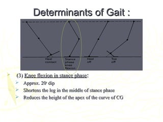 Determinants of Gait :Determinants of Gait :
 (3)(3) Knee flexion in stance phaseKnee flexion in stance phase::
 Approx. 20Approx. 20oo
dipdip
 Shortens the leg in the middle of stance phaseShortens the leg in the middle of stance phase
 Reduces the height of the apex of the curve of CGReduces the height of the apex of the curve of CG
 