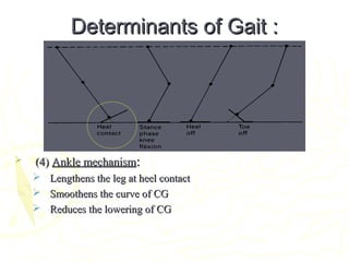 Determinants of Gait :Determinants of Gait :
 (4)(4) Ankle mechanismAnkle mechanism::
 Lengthens the leg at heel contactLengthens the leg at heel contact
 Smoothens the curve of CGSmoothens the curve of CG
 Reduces the lowering of CGReduces the lowering of CG
 
